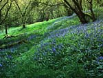 Bluebell Wood, photo J Thirlaway