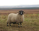 tup