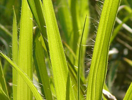 Luzula or woodrush