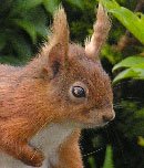 Red Squirrel, photo Neil Findlay