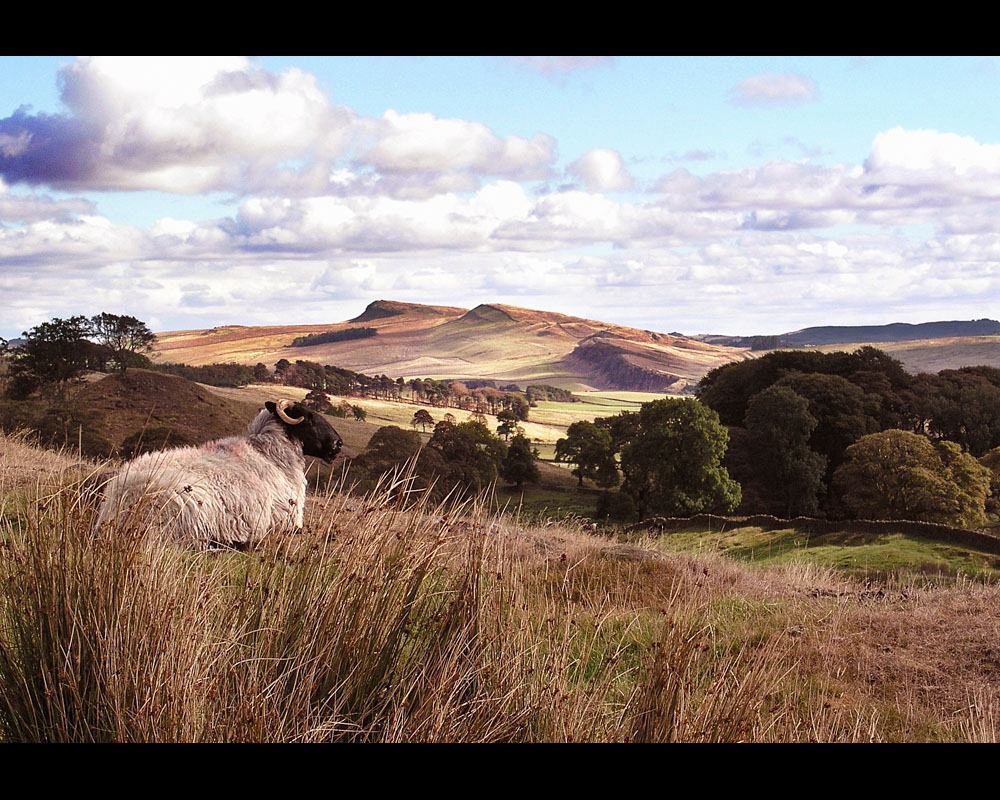 View at Walltown