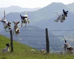 Cumberland News Hounds Photo