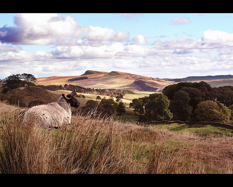 View at Walltown